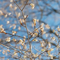 Alabama Serviceberry 4