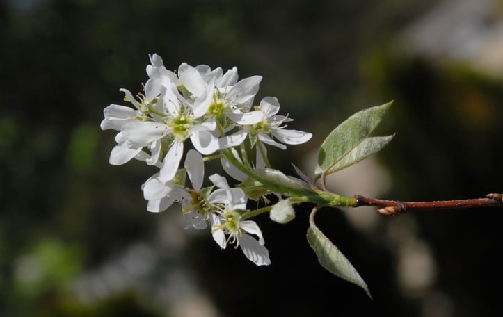 Alabama Serviceberry