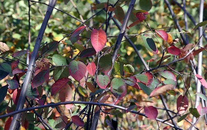 Apple Serviceberry