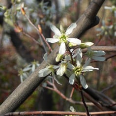 Apple Serviceberry 3