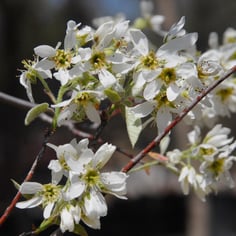 Apple Serviceberry 2