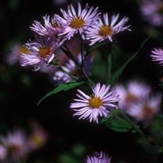 Climbing Aster 2