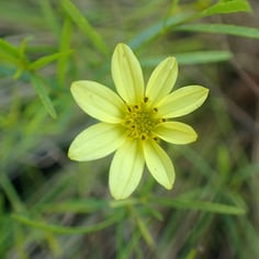 Moonbeam threadleaf coreopsis 3