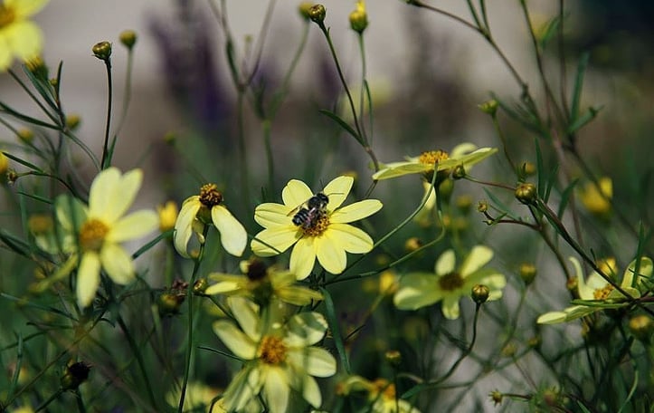 Moonbeam threadleaf coreopsis