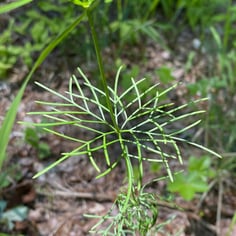 Moonbeam threadleaf coreopsis 4