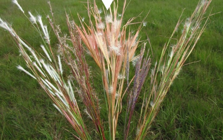 Bluestem