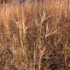 Bluestem 3
