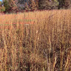 Bluestem 4