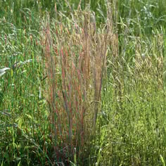 Beard Grass 2