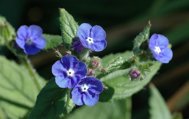 Bugloss