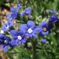 Bugloss 2