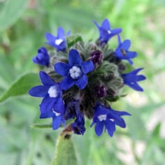 Bugloss 3