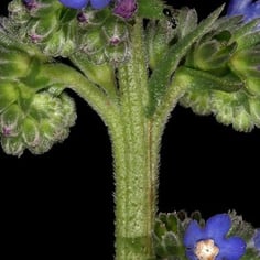 Bugloss 4