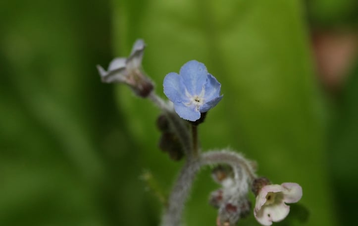 Southern Hound’s-tongue