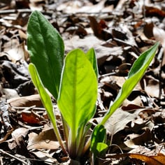 Southern Hound’s-tongue 2