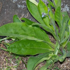 Southern Hound’s-tongue 3