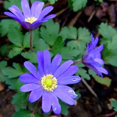Anemones 3