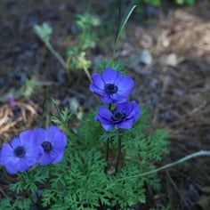Poppy Anemone 2