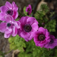 Poppy Anemone 3