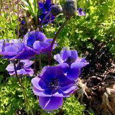 Poppy Anemone 4