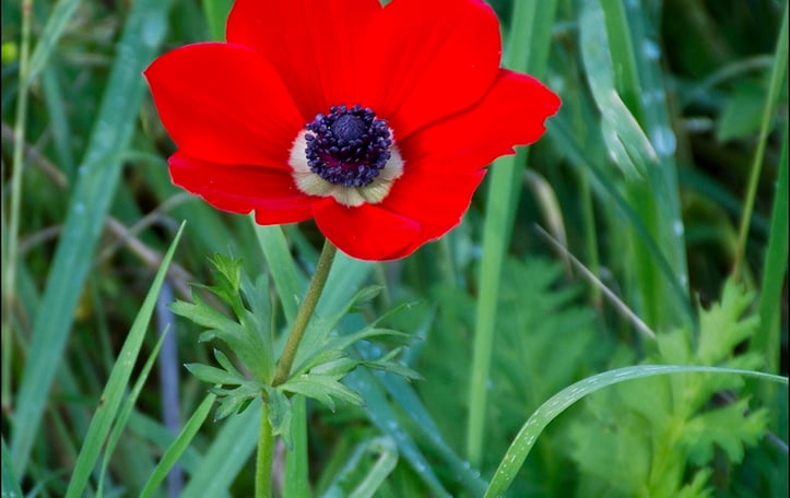 Poppy Anemone