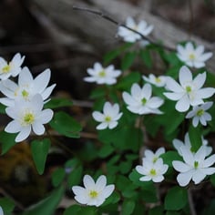 Rue Anemone 4