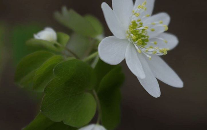 Rue Anemone