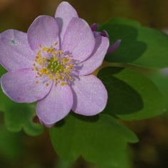 Rue Anemone 3
