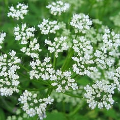 Appalachian Angelica 4