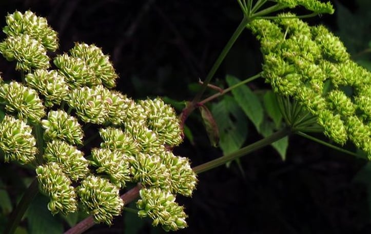 Appalachian Angelica