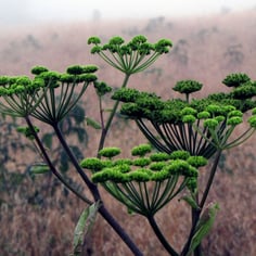 Appalachian Angelica 2