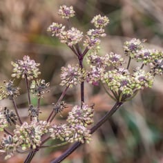 Appalachian Angelica 3