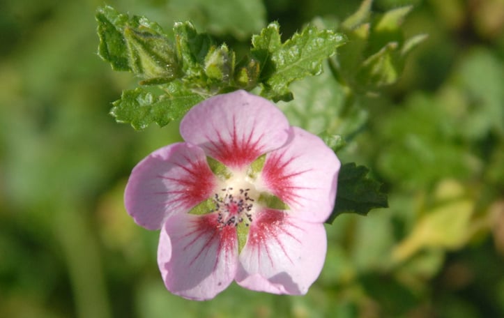 African Mallow