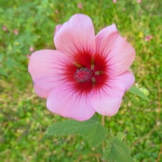 African Mallow 2
