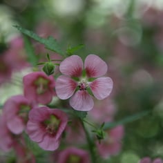 African Mallow 3
