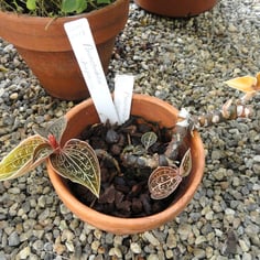 Bristly Anoectochilus 3