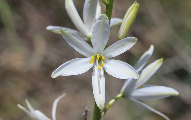 St. Bernard's Lily