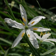 St. Bernard's Lily 2