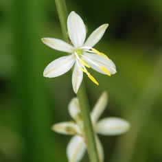 St. Bernard's Lily 3