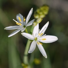 St. Bernard's Lily 4