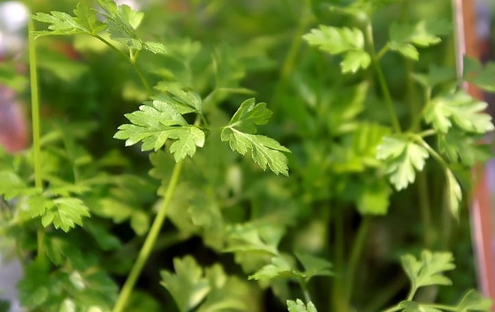 Chervil