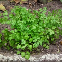 Chervil 2