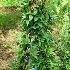 American Groundnut 3