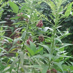 American Groundnut 4