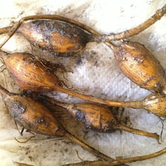 American Groundnut 2