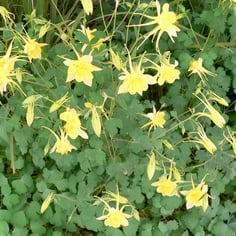 Canary Columbine 2