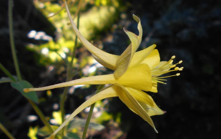 Canary Columbine