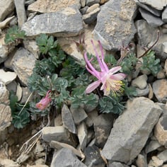 Rock Columbine 2