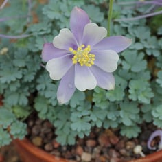 Rock Columbine 3