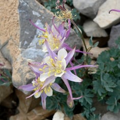 Rock Columbine 4